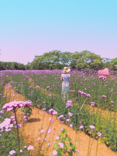 桃園觀音 青林農場:  夢幻紫色馬鞭草、繽紛麥桿菊、金黃向日葵