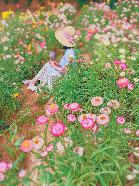 桃園觀音 青林農場:  夢幻紫色馬鞭草、繽紛麥桿菊、金黃向日葵
