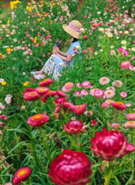 桃園觀音 青林農場:  夢幻紫色馬鞭草、繽紛麥桿菊、金黃向日葵