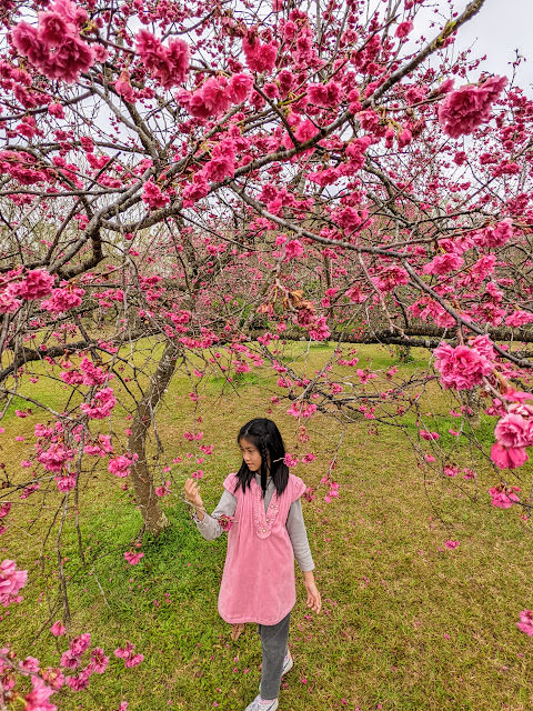 影片日記 2022年2月: 暨南大學櫻花季、九族文化村櫻花祭、悠然秘境小屋、了了礁溪、台東金樽陸連島