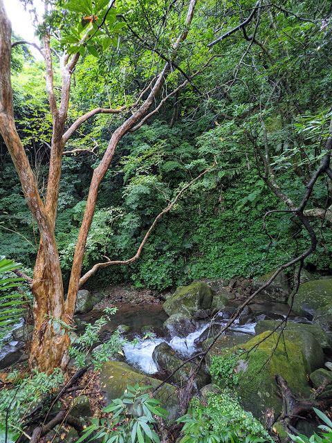 新北市石門區 青山瀑布步道 與青翠森林和沁涼溪水相伴而行 - 第13張圖 新北市石門區 青山瀑布步道 與青翠森林和沁涼溪水相伴而行