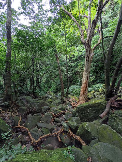 新北市石門區 青山瀑布步道 與青翠森林和沁涼溪水相伴而行 - 第15張圖 新北市石門區 青山瀑布步道 與青翠森林和沁涼溪水相伴而行