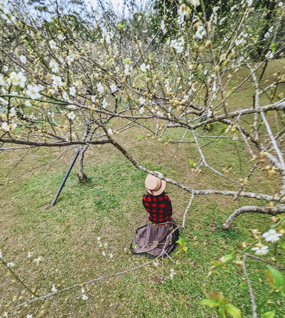 桃園 復興區: 遠眺溪谷與群山的開闊風景 角板山行館 - 第7張圖 桃園 復興區: 遠眺溪谷與群山的開闊風景 角板山行館