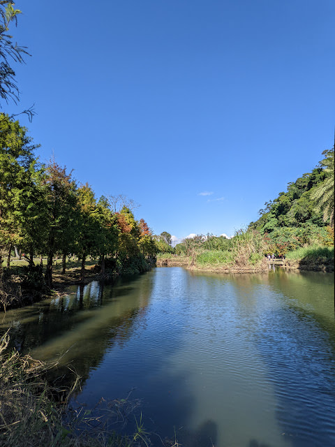 桃園大溪 月眉人工溼地公園 夢幻水畔落羽松林