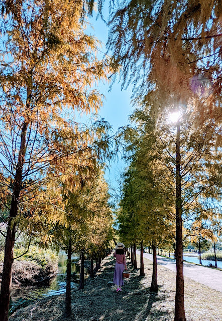 桃園大溪 月眉人工溼地公園 夢幻水畔落羽松林