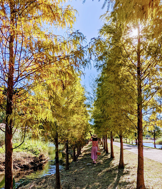 桃園大溪 月眉人工溼地公園 夢幻水畔落羽松林