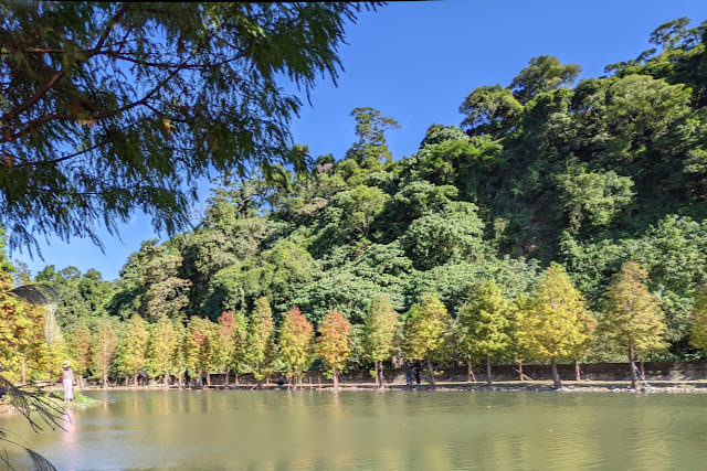 桃園大溪 月眉人工溼地公園 夢幻水畔落羽松林