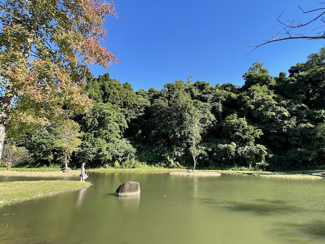 桃園大溪 月眉人工溼地公園 夢幻水畔落羽松林