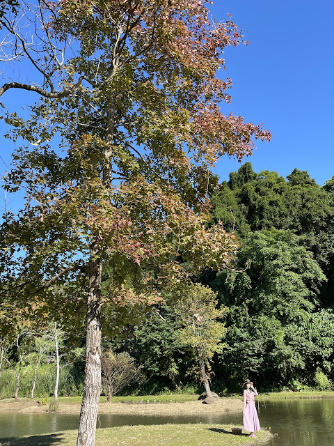 桃園大溪 月眉人工溼地公園 夢幻水畔落羽松林