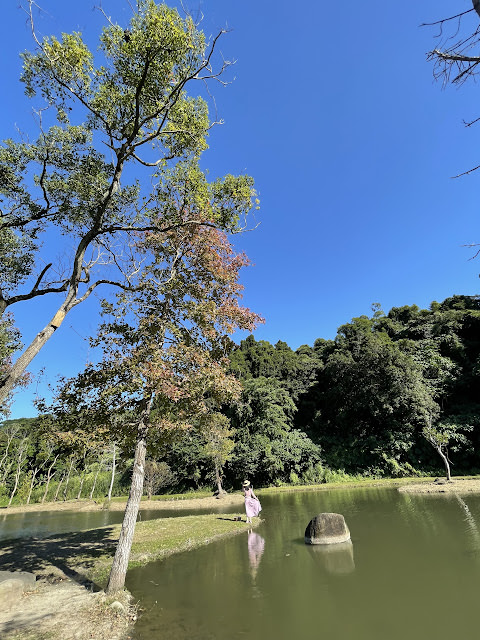 桃園大溪 月眉人工溼地公園 夢幻水畔落羽松林