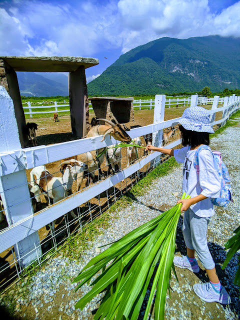花蓮 崇德瑩農場 以壯麗的大山和遼闊的海作為背景的美麗農場