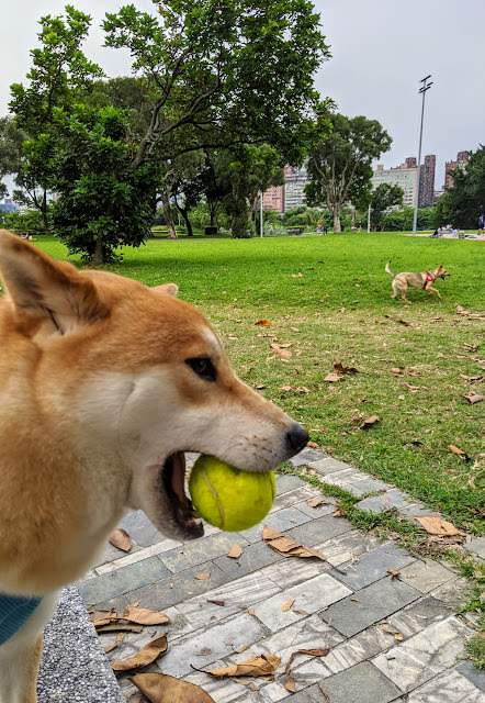 古亭河濱公園花海 +  古亭河濱公園 作文  (9 Years Old)