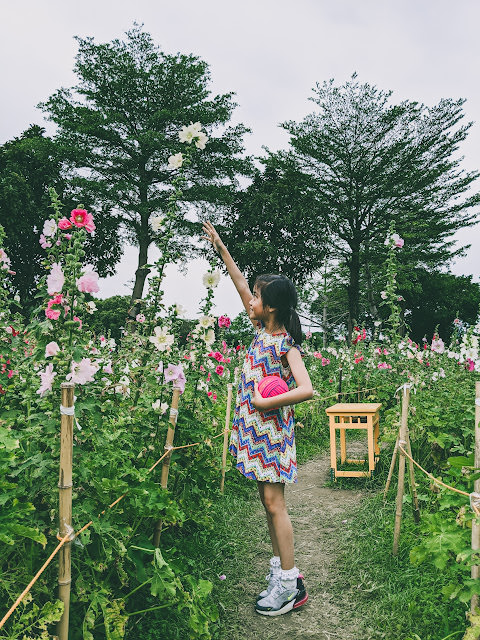 古亭河濱公園花海 +  古亭河濱公園 作文  (9 Years Old)