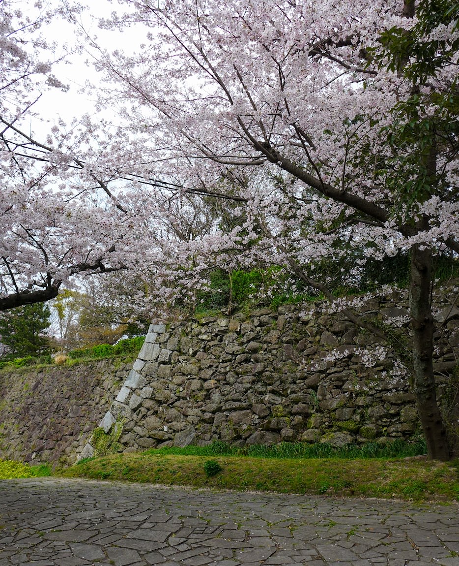 福岡 舞鶴公園。欣賞懷舊福岡城跡和春季的燦爛櫻花