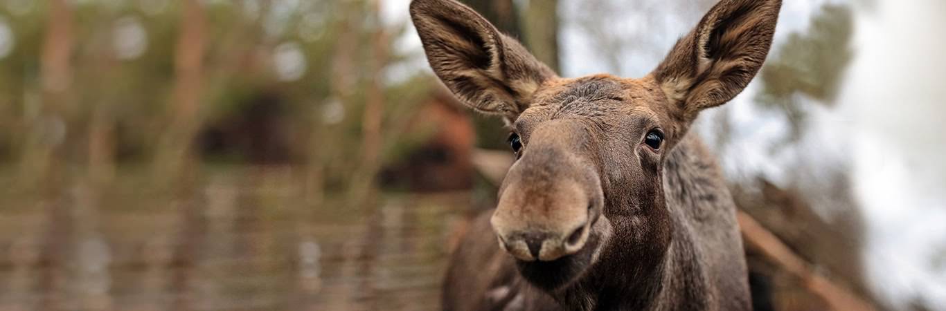 skansen moose best