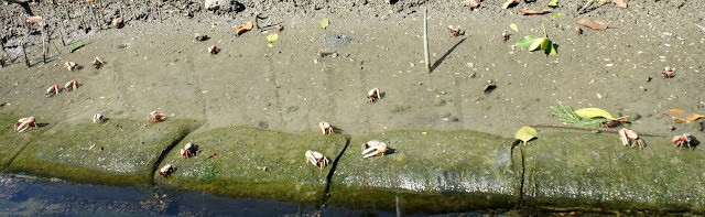 美麗的安平 Again：東興洋行、胭脂巷、台鹽日式宿舍、海山館、蚵灰窯、安平樹屋、德記洋行、因鹽玖定、四草大眾廟 綠色隧道遊船