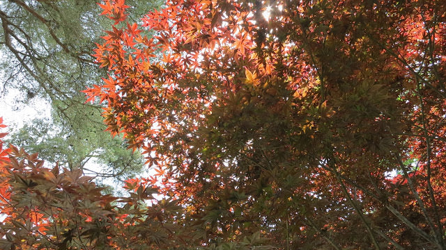 與自然融合的美 河口湖 久保田一竹美術館  ITCHIKU KUBOTA ART MUSEUM