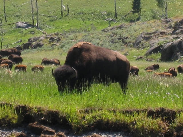 Yellowstone National Park 黃石國家公園 所有你能想像的夢幻顏色