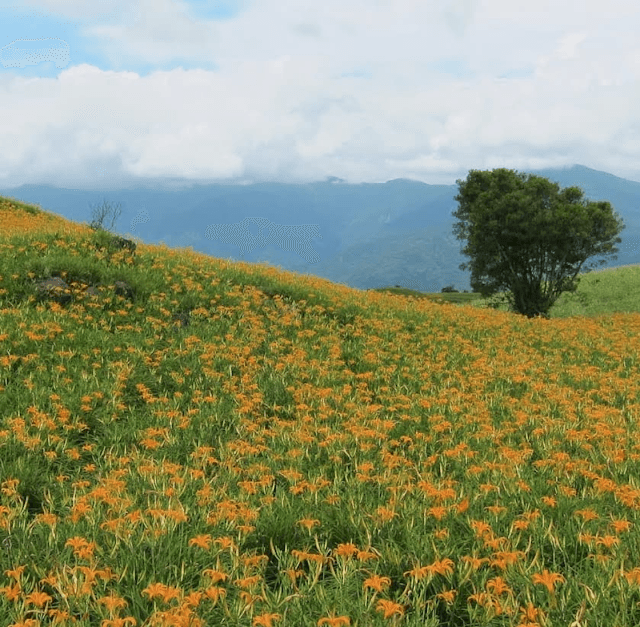吹吹風 小旅行 花蓮景點紀錄: 太魯閣、林田山、石梯坪、六十石山金針花、阿德南斯民宿、花蓮市