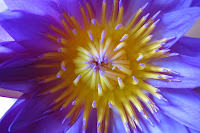 Collection of Purple 。 紫