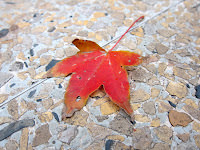 Collection of Red 。 紅色