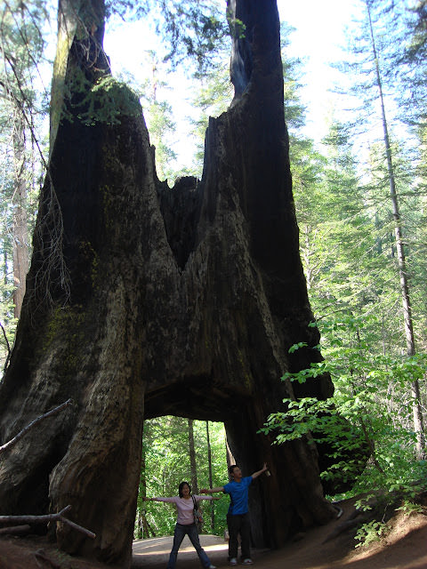 陽光燦爛的加州: Yosemite 優勝美地, Napa 納帕谷, San Francisco 舊金山市區