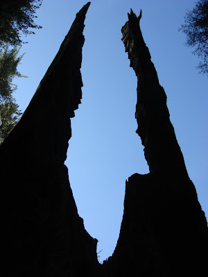 陽光燦爛的加州: Yosemite 優勝美地, Napa 納帕谷, San Francisco 舊金山市區