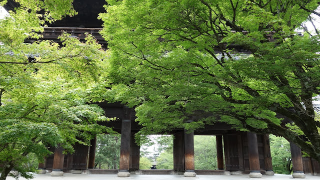 京都: 南禪寺、天授庵 晶瑩剔透的新綠色星星