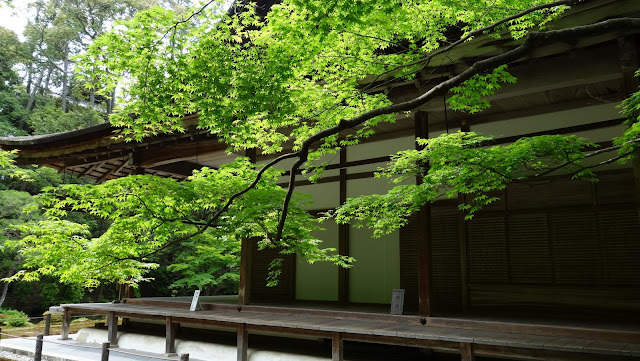 京都: 南禪寺、天授庵 晶瑩剔透的新綠色星星