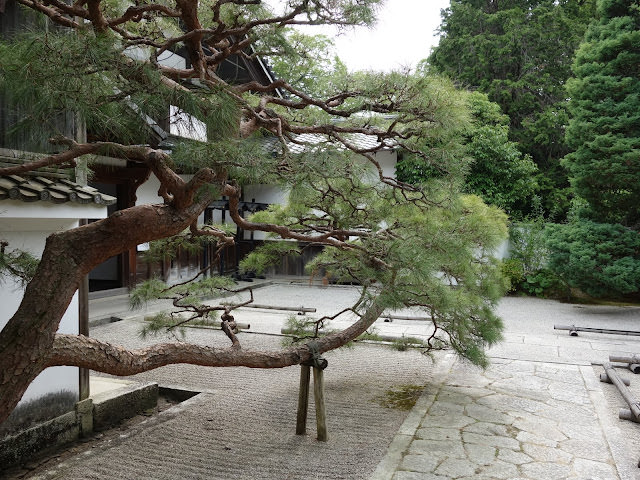 京都: 南禪寺、天授庵 晶瑩剔透的新綠色星星