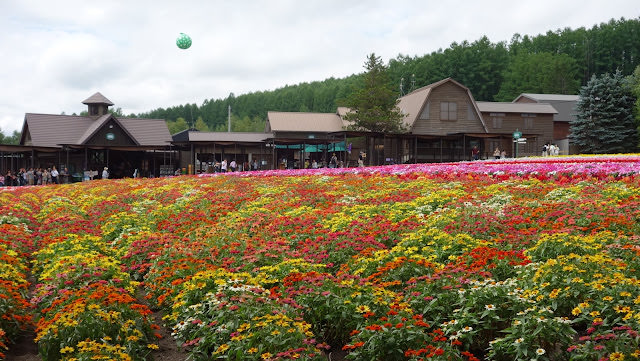 美瑛、富良野和麓鄉: 富良野公寓式飯店 Fresh Powder Furano、富田農場、森林精靈的陽台、北西之丘、cafe de la paix、麓鄉之森撿來的家、麵包超人工坊、金山湖、後藤純男美術館