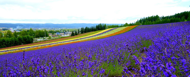 美瑛、富良野和麓鄉: 富良野公寓式飯店 Fresh Powder Furano、富田農場、森林精靈的陽台、北西之丘、cafe de la paix、麓鄉之森撿來的家、麵包超人工坊、金山湖、後藤純男美術館