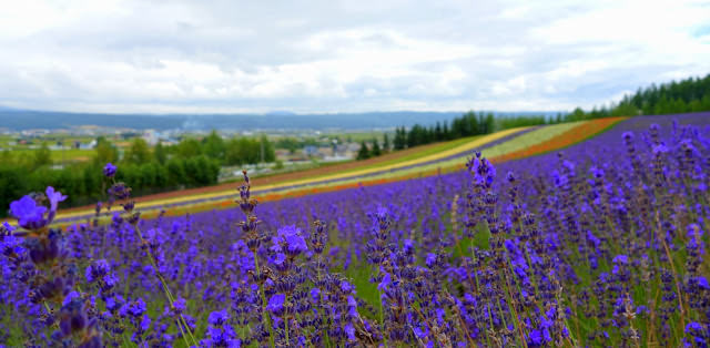 美瑛、富良野和麓鄉: 富良野公寓式飯店 Fresh Powder Furano、富田農場、森林精靈的陽台、北西之丘、cafe de la paix、麓鄉之森撿來的家、麵包超人工坊、金山湖、後藤純男美術館