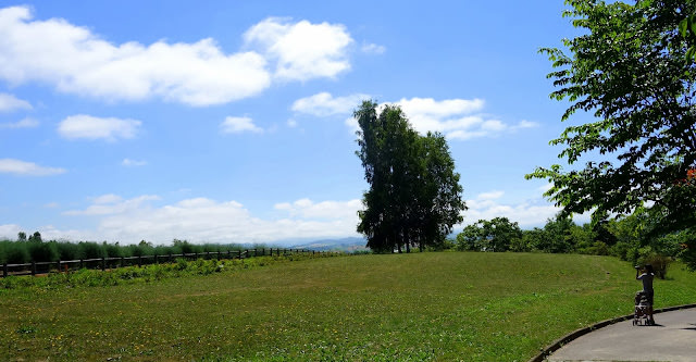 美瑛、富良野和麓鄉: 富良野公寓式飯店 Fresh Powder Furano、富田農場、森林精靈的陽台、北西之丘、cafe de la paix、麓鄉之森撿來的家、麵包超人工坊、金山湖、後藤純男美術館