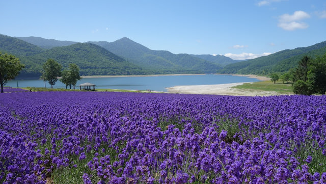 北海道薰衣草 南富良野 金山湖畔 純淨的薰衣草園