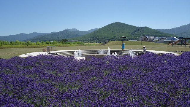 北海道薰衣草 南富良野 金山湖畔 純淨的薰衣草園