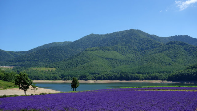 北海道薰衣草 南富良野 金山湖畔 純淨的薰衣草園