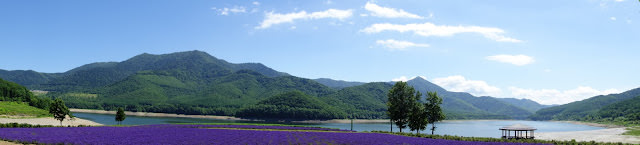 北海道薰衣草 南富良野 金山湖畔 純淨的薰衣草園