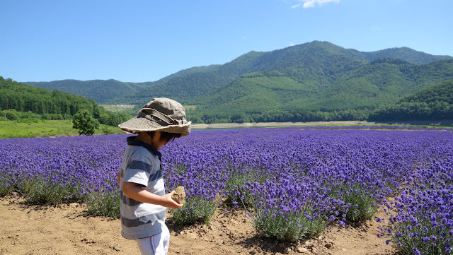 北海道薰衣草 南富良野 金山湖畔 純淨的薰衣草園