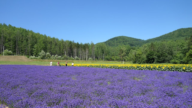 北海道薰衣草 南富良野 金山湖畔 純淨的薰衣草園