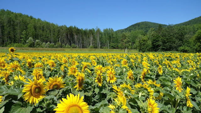 北海道薰衣草 南富良野 金山湖畔 純淨的薰衣草園