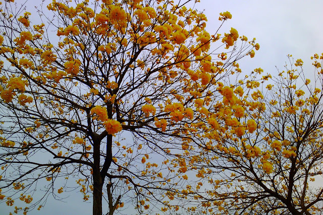 Collection of Yellow 。 黃