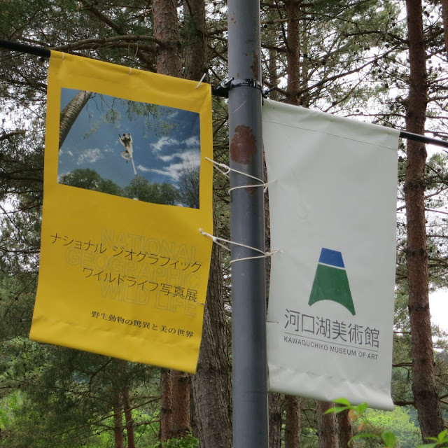 散步 河口湖景點 Kawaguchiko