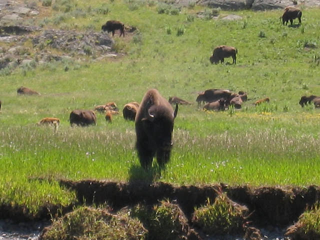 Yellowstone National Park 黃石國家公園 所有你能想像的夢幻顏色