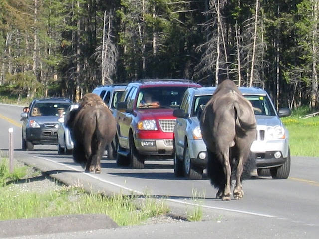 Yellowstone National Park 黃石國家公園 所有你能想像的夢幻顏色