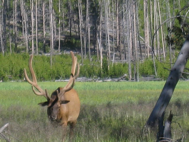 Yellowstone National Park 黃石國家公園 所有你能想像的夢幻顏色