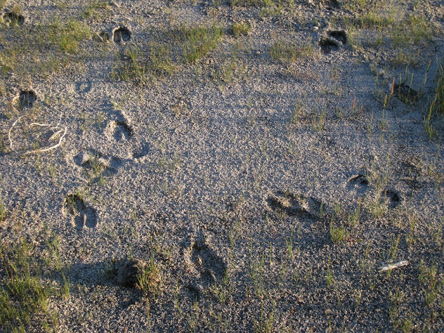 Yellowstone National Park 黃石國家公園 所有你能想像的夢幻顏色