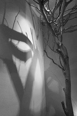 Collection of Shadows 。 影子