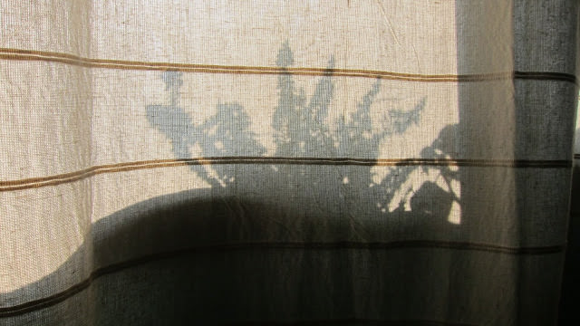 Collection of Shadows 。 影子
