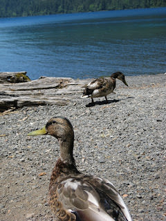 Olympic National Park 多元的美景 奧林匹克國家公園